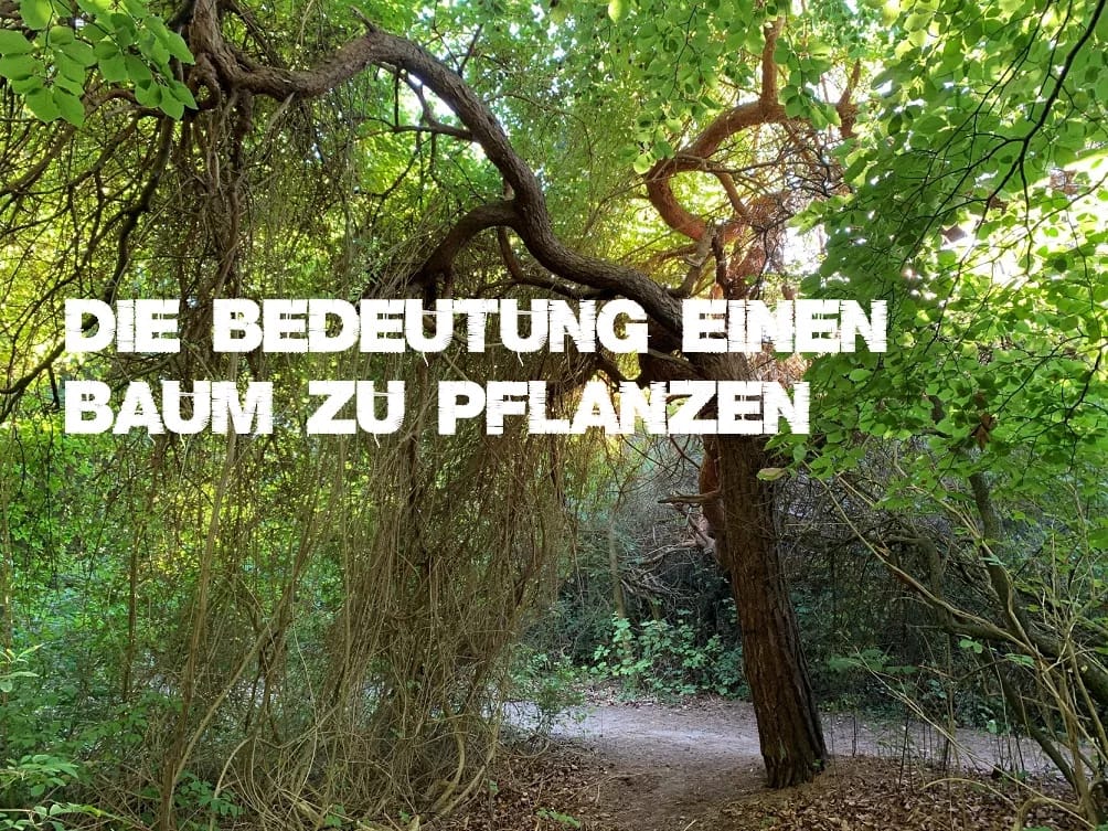 Die Bedeutung einen Baum zu pflanzen 1 Die Bedeutung einen Baum zu pflanzen