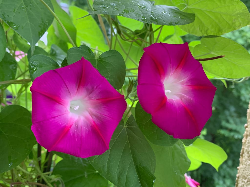 Einfach prächtig: die PurPur-Prunkwinde 9 Doppelpack-Pur