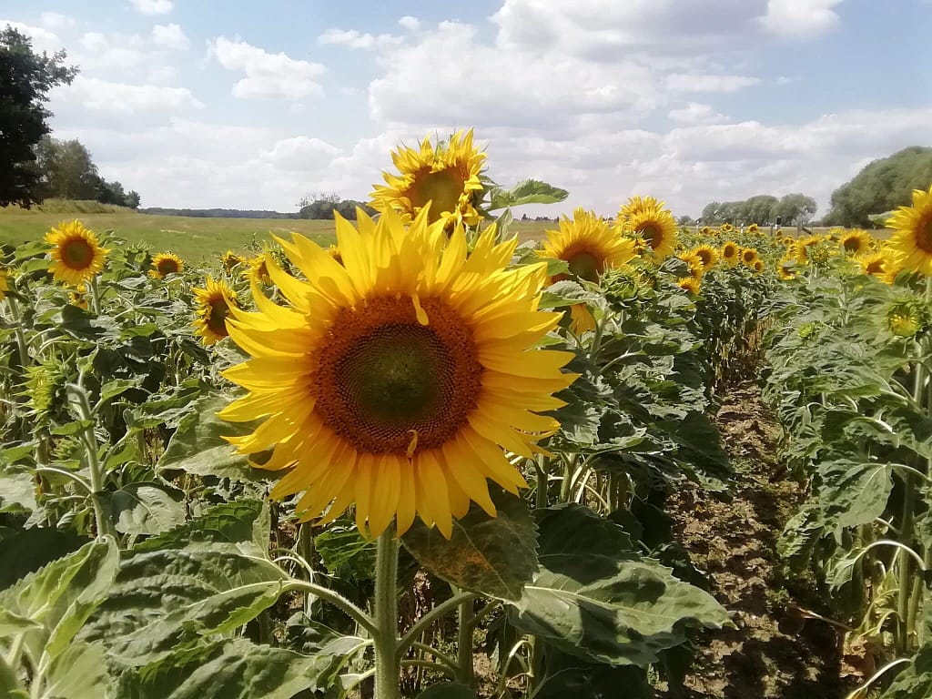 Zum Nachdenken: Der verkrüppelte Schmetterling 3 Sonnenblumen sind für Schmetterlinge ganz toll