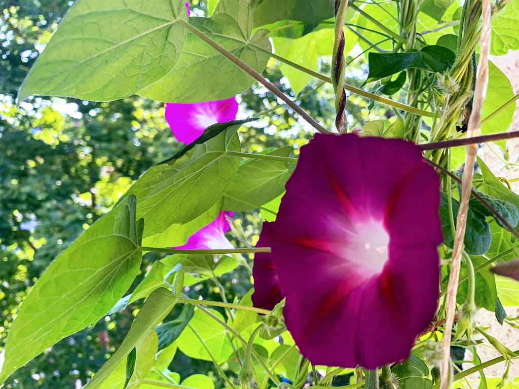 Einfach prächtig: die PurPur-Prunkwinde 14 Lila schein