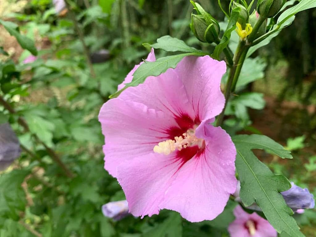 Dresdner Bilder des Monats August 10 Blütentraum