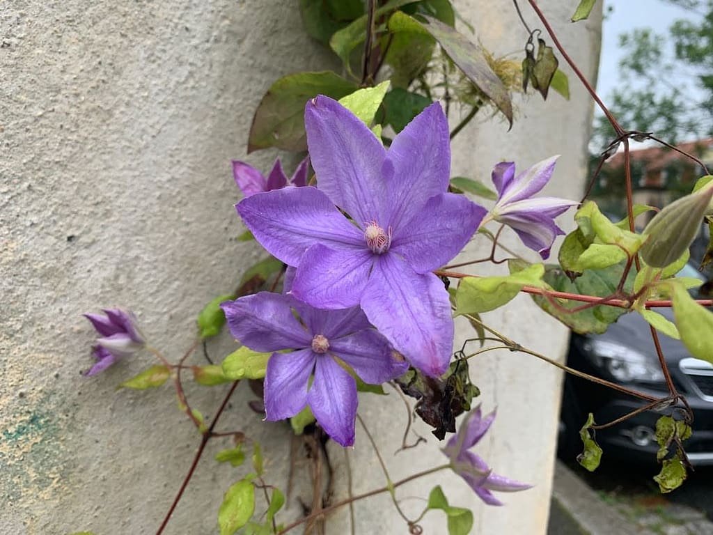 Dresdner Bilder des Monats August 5 Mauerblümchen