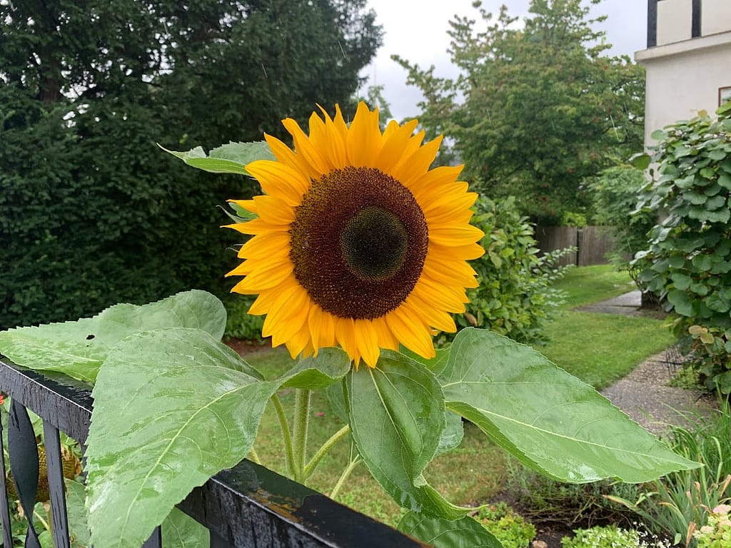 Dresdner Bilder des Monats August 7 Sonnenblume in Laubegast