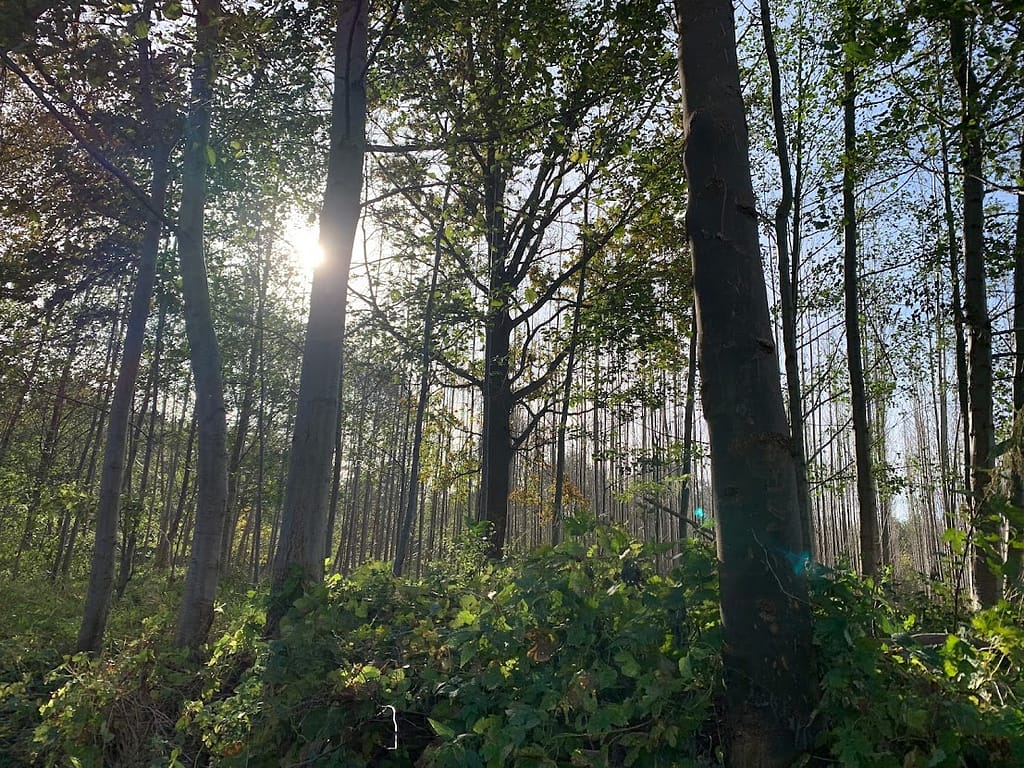 Bilder des Monats Oktober 2021 8 Märchenwald Spreewald