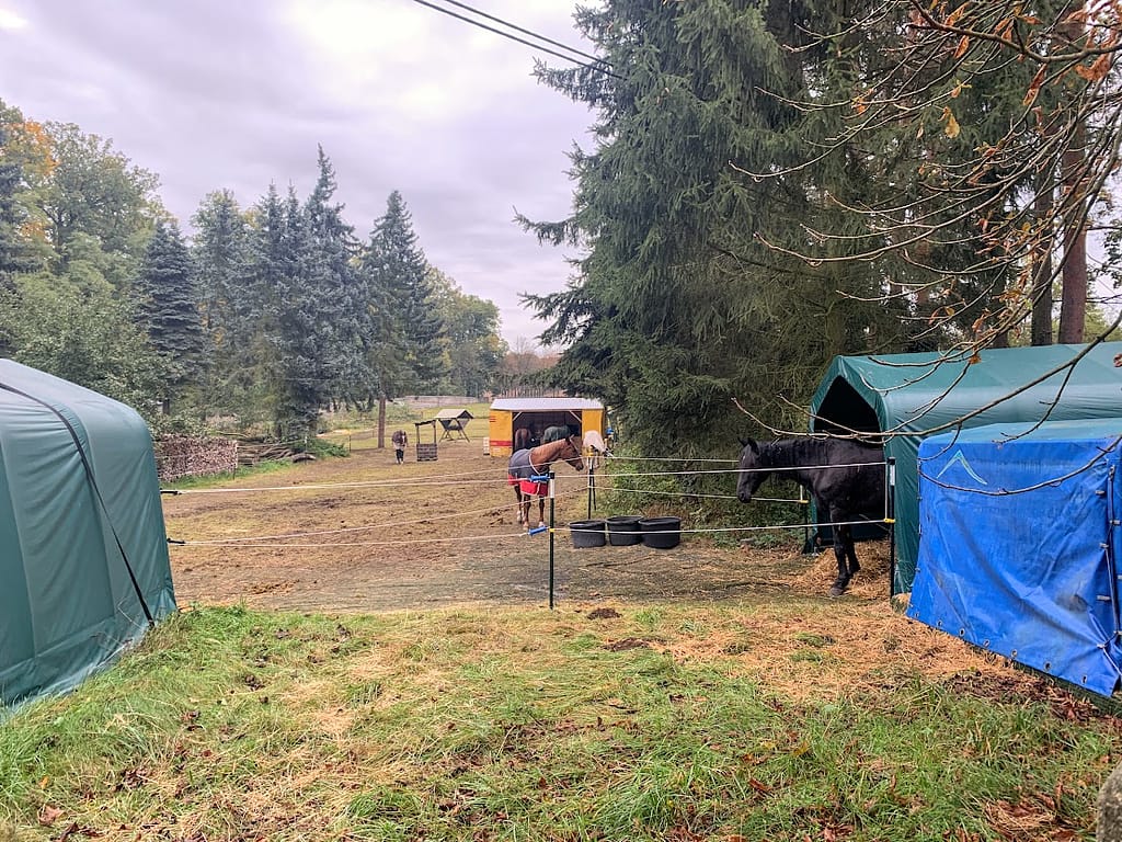 Bilder des Monats Oktober 2021 3 Pferdegefluester