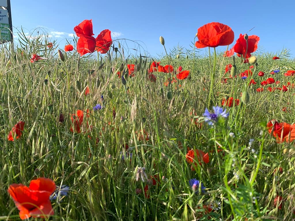 Ein Bett im Kornfeld