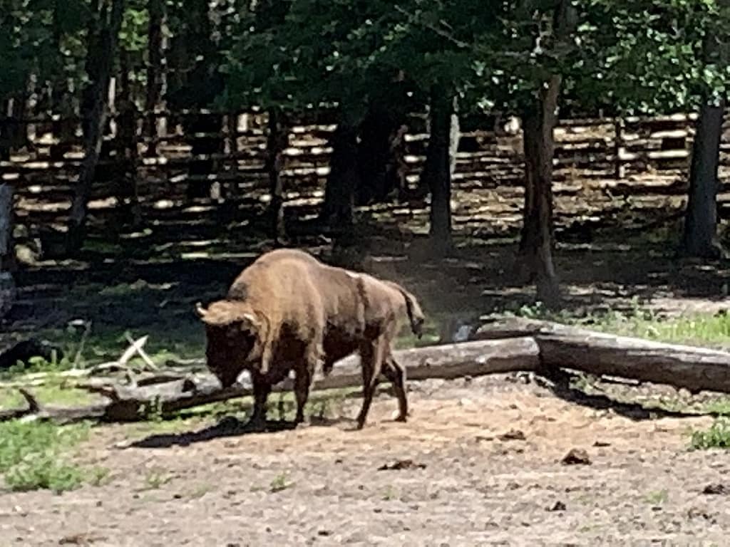 Wisent
