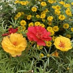 Erwartungen spielen im menschlichen Miteinander eine zentrale Rolle. Nicht nur das wir selbst von unseren Mitmenschen bestimmte Dinge erwarten, erwarten andere Leute auch von uns bestimmte Dinge. Wenn ich zum Beispiel als Bäcker Brötchen backe, erwartet mein Chef, das ich eine bestimmte Menge, in einer bestimmten Zeit, mit vorgegebenen Zutaten backe. Natürlich erwartet er noch eine gute Qualität. Ich erwarte, das mein Chef der Bäckermeister mich dafür gut entlohnt. Und der Kunde erwartet, das er die Brötchen kaufen kann. Und der Mann der die Brötchen kauft, erwartet, das seine Frau zu Hause den Tisch bereits gedeckt hat, wenn er mit den Brötchen ankommt.