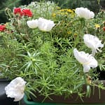 Ganz klar ist: Auch Verwelkte Blumen lassen sich reklamieren. Das ist wie bei allen defekten Produkten die man verkauft bekommt. Wenn man so einen zerfledderten Strauß bekommen hat, kann man den reklamieren. Denn hier greift ganz klar das Gewährleistungsrecht.