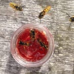 Wespenalarm fünf Tipps gegen Wespenstiche