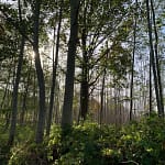 Mystischer Spreewald