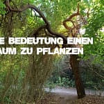 Die Bedeutung einen Baum zu pflanzen
