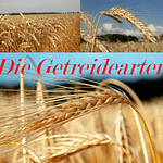 Getreide Getreidearten