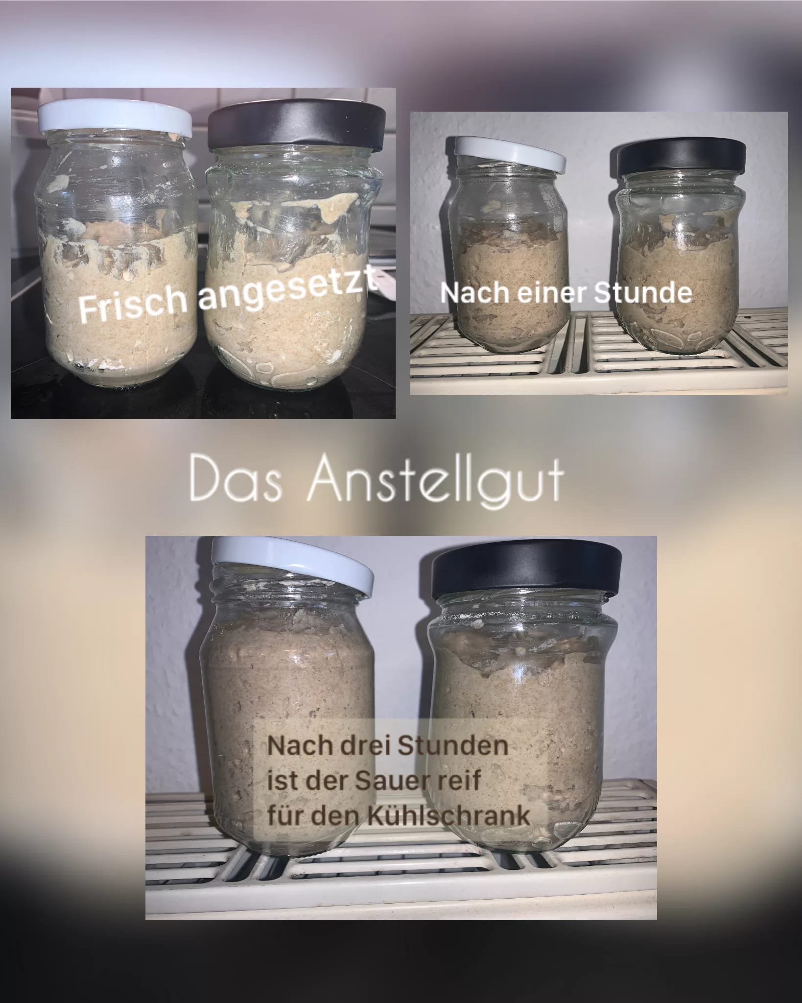 Der Weg zum Sauerteig Anstellgut - So verwendest Du Knuts Sauerteig