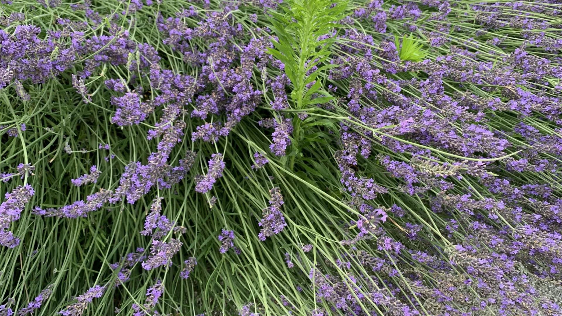 Zum Nachdenken: Der verkrüppelte Schmetterling 1 Ein Mann beobachtete, wie ein Schmetterling durch die schmale Öffnung seines Kokons zu schlüpfen versuchte und sich dabei abmühte. Lange kämpfte der Schmetterling. Schließlich bekam der Mann Mitleid, holte eine kleine Schere und öffnete damit ganz vorsichtig etwas den Kokon, sodass sich der Schmetterling leicht selber befreien konnte.