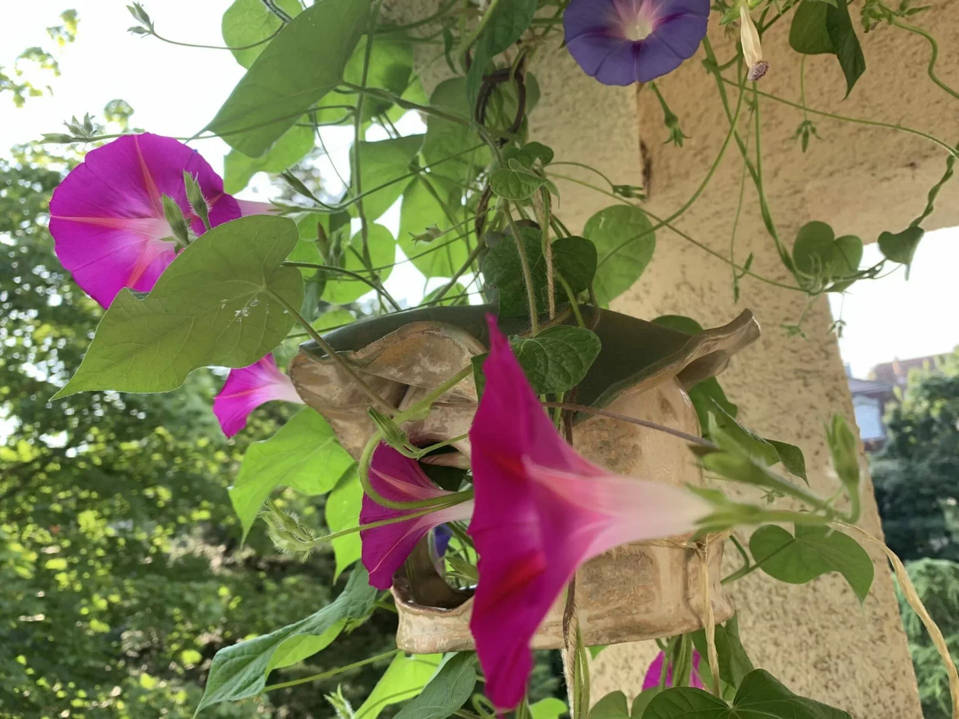 Einfach prächtig: die PurPur-Prunkwinde 1 Eingenommen