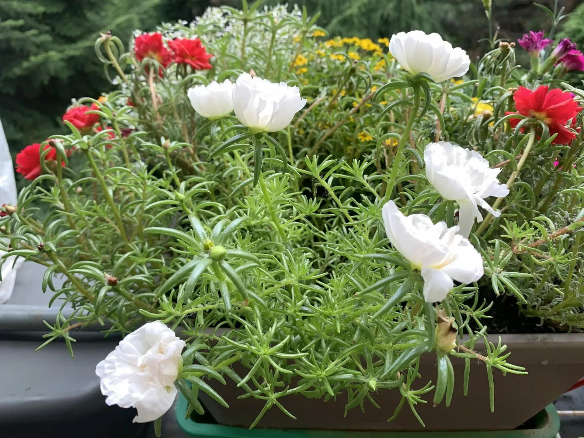 Ganz klar ist: Auch Verwelkte Blumen lassen sich reklamieren. Das ist wie bei allen defekten Produkten die man verkauft bekommt. Wenn man so einen zerfledderten Strauß bekommen hat, kann man den reklamieren. Denn hier greift ganz klar das Gewährleistungsrecht.