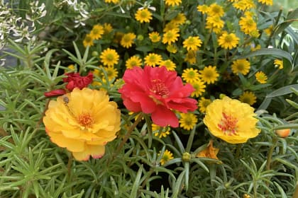 Erwartungen und Gut-Knut 6 Erwartungen spielen im menschlichen Miteinander eine zentrale Rolle. Nicht nur das wir selbst von unseren Mitmenschen bestimmte Dinge erwarten, erwarten andere Leute auch von uns bestimmte Dinge. Wenn ich zum Beispiel als Bäcker Brötchen backe, erwartet mein Chef, das ich eine bestimmte Menge, in einer bestimmten Zeit, mit vorgegebenen Zutaten backe. Natürlich erwartet er noch eine gute Qualität. Ich erwarte, das mein Chef der Bäckermeister mich dafür gut entlohnt. Und der Kunde erwartet, das er die Brötchen kaufen kann. Und der Mann der die Brötchen kauft, erwartet, das seine Frau zu Hause den Tisch bereits gedeckt hat, wenn er mit den Brötchen ankommt.