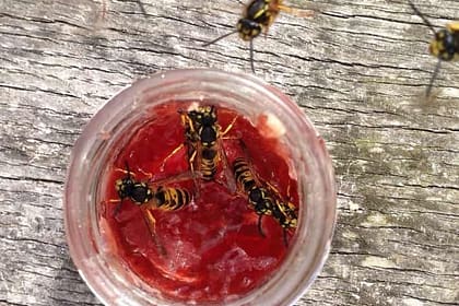 Wespenalarm fünf Tipps gegen Wespenstiche