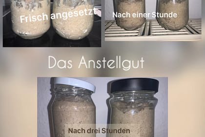 Der Weg zum Sauerteig Anstellgut - So verwendest Du Knuts Sauerteig