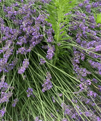 Ein Mann beobachtete, wie ein Schmetterling durch die schmale Öffnung seines Kokons zu schlüpfen versuchte und sich dabei abmühte. Lange kämpfte der Schmetterling. Schließlich bekam der Mann Mitleid, holte eine kleine Schere und öffnete damit ganz vorsichtig etwas den Kokon, sodass sich der Schmetterling leicht selber befreien konnte.