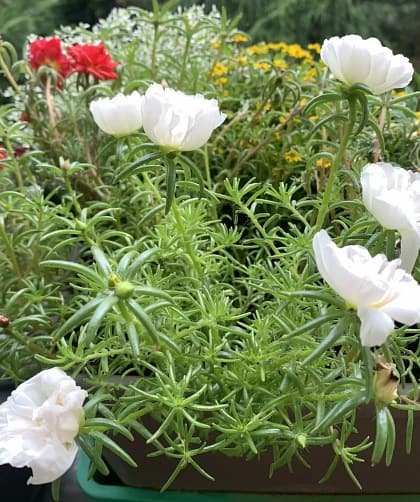 Ganz klar ist: Auch Verwelkte Blumen lassen sich reklamieren. Das ist wie bei allen defekten Produkten die man verkauft bekommt. Wenn man so einen zerfledderten Strauß bekommen hat, kann man den reklamieren. Denn hier greift ganz klar das Gewährleistungsrecht.