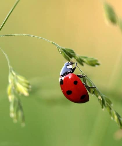 12 Glücksbringer und was sie bedeuten 16 12 Glücksbringer und ihre Bedeutung