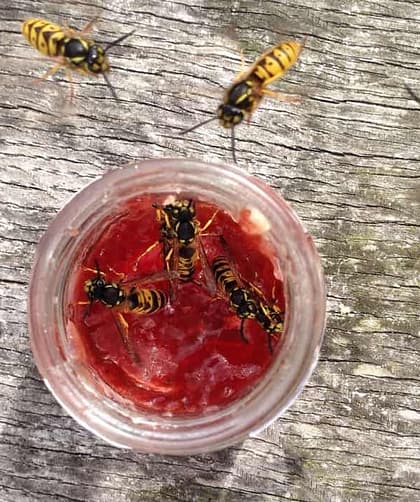 Fünf Tipps gegen Wespenstiche 12 Wespenalarm fünf Tipps gegen Wespenstiche