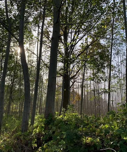 Bilder des Monats Oktober 2021 8 Mystischer Spreewald