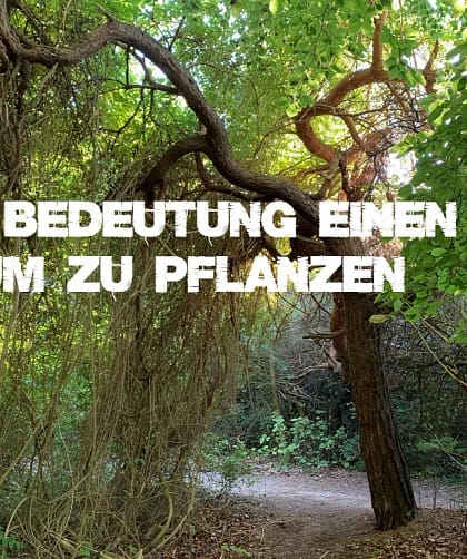 Die Bedeutung einen Baum zu pflanzen