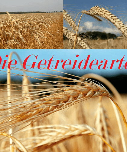 Getreide: Eine Übersicht 1 Getreide Getreidearten