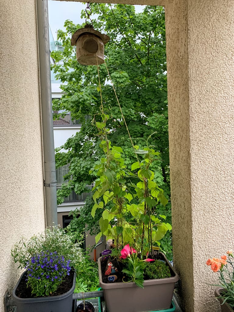 Einfach prächtig: die PurPur-Prunkwinde 4 Frisch gepflanzt