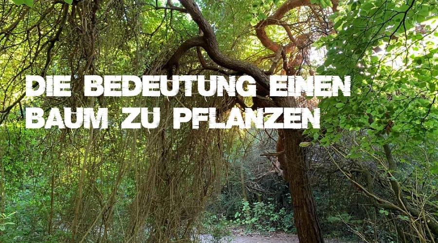 Die Bedeutung einen Baum zu pflanzen