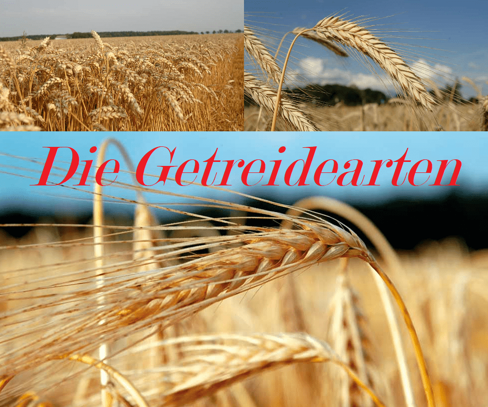 Getreide: Eine Übersicht 1 Getreide Getreidearten
