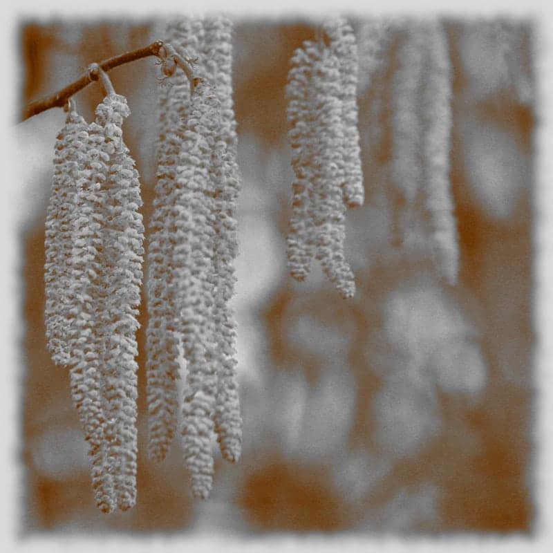 12 Glücksbringer und was sie bedeuten 4 Haselnussstrauch