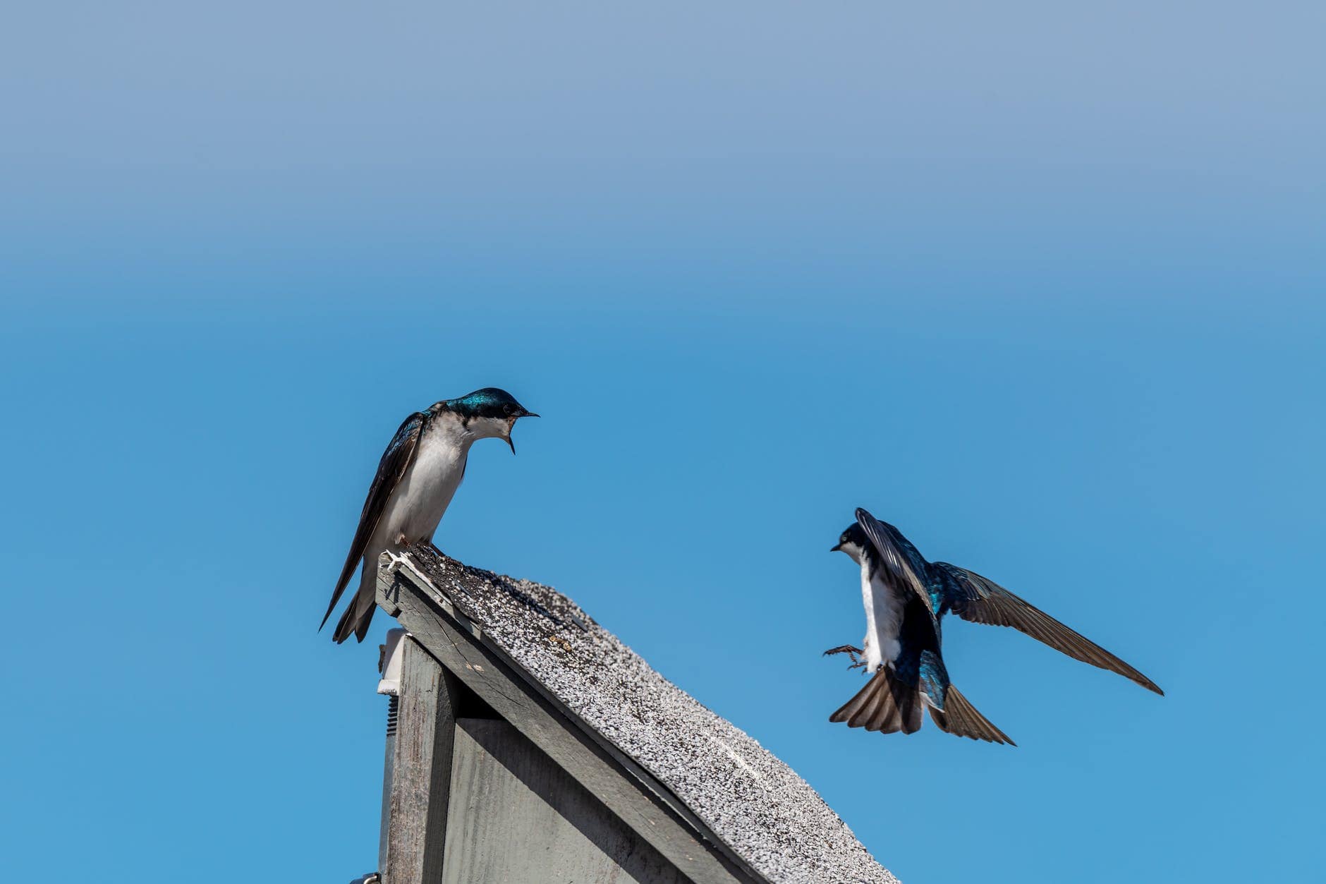12 Glücksbringer und was sie bedeuten 11 Schwalben bringen Glück