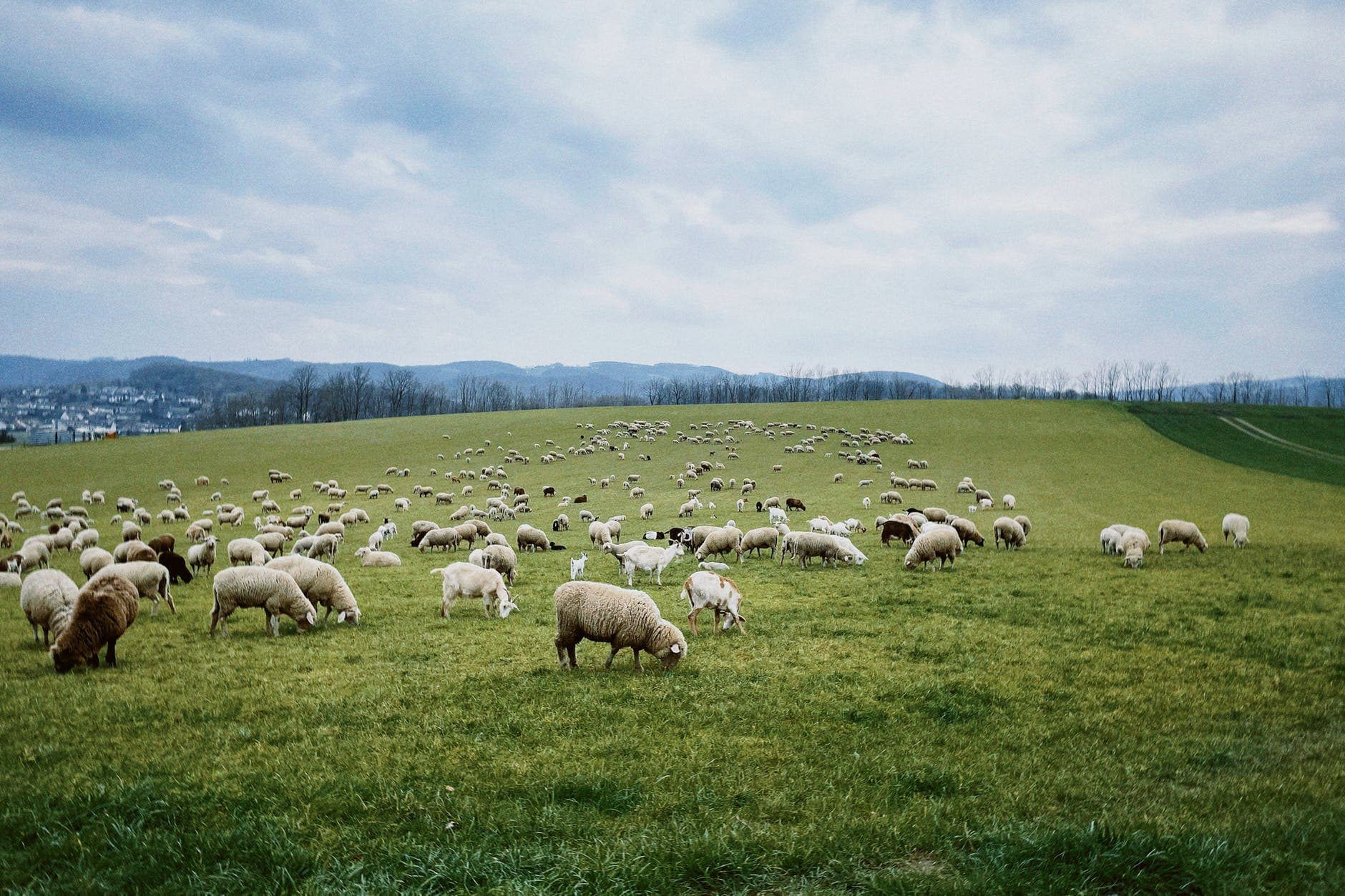 12 Glücksbringer und was sie bedeuten 14 Schafherde