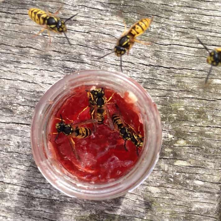 Wespenalarm fünf Tipps gegen Wespenstiche