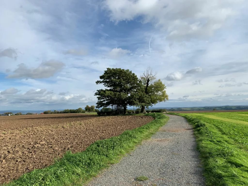 Die Bedeutung einen Baum zu pflanzen 5 Die Babisnauer Pappel