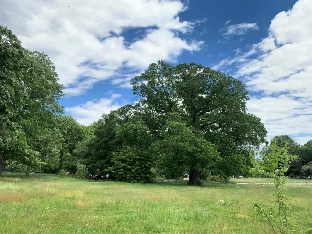 Die Bedeutung einen Baum zu pflanzen 3 Eichen an der Lingnerallee in Dresden