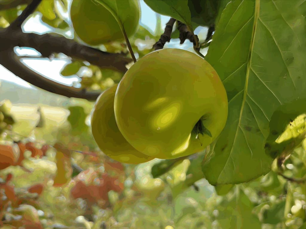 Die mythologische Bedeutung des Apfelbaums - Schon seit Vorantiker Zeit wird der Apfel gern gegessen. In zahlreichen Erzählungen steht der Apfel aber auch als mythologisches Symbol gleichzeitig für das Unsterblichkeitsversprechen und für Zwietracht. Schuld und Unschuld.