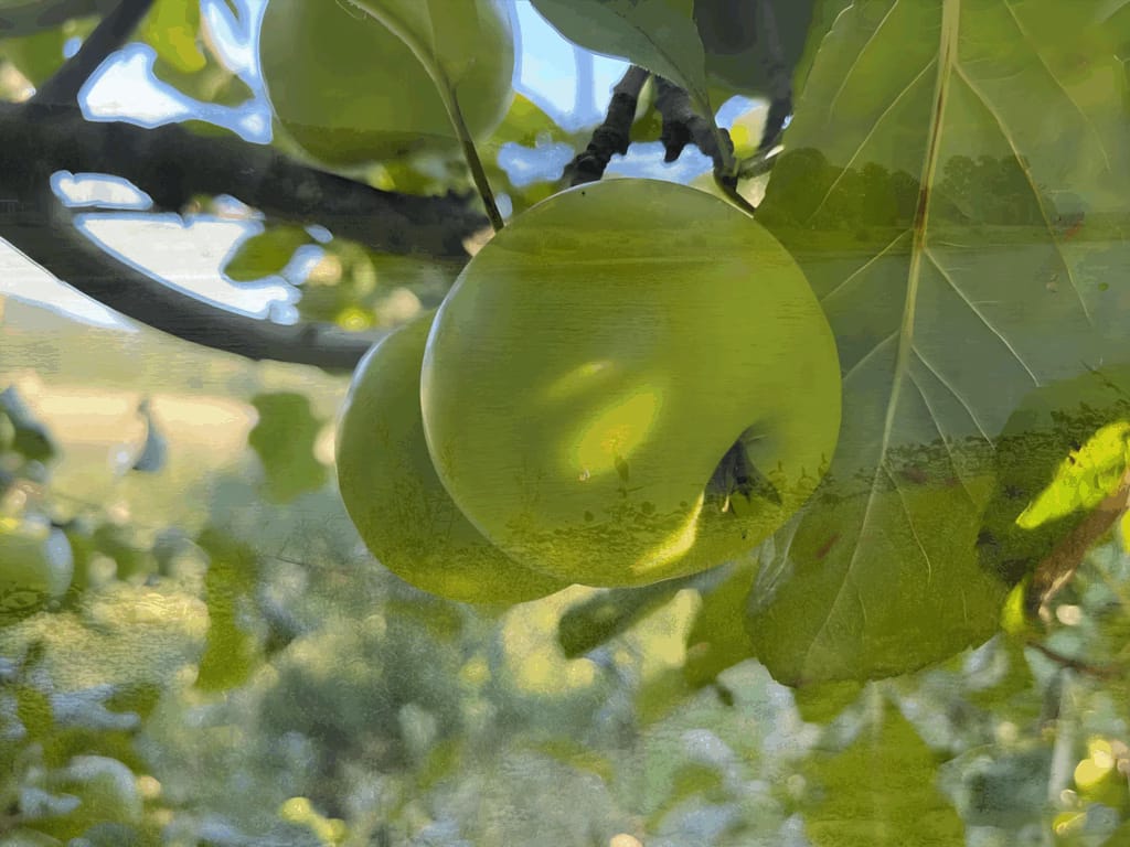 Die mythologische Bedeutung des Apfelbaums - Schon seit Vorantiker Zeit wird der Apfel gern gegessen. In zahlreichen Erzählungen steht der Apfel aber auch als mythologisches Symbol gleichzeitig für das Unsterblichkeitsversprechen und für Zwietracht. Schuld und Unschuld.