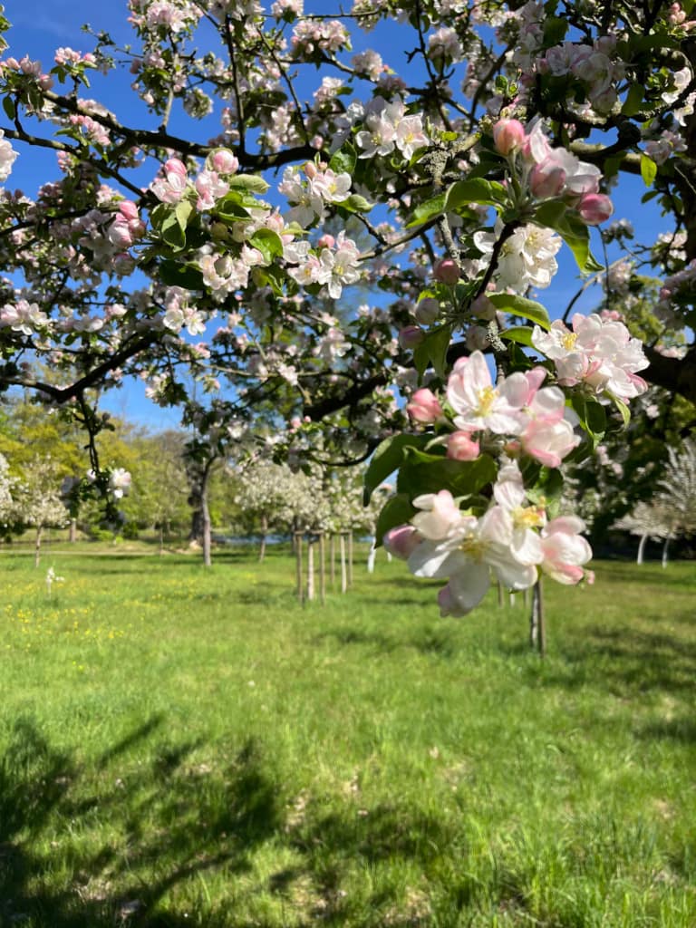 Die mythologische Bedeutung des Apfelbaums - Schon seit Vorantiker Zeit wird der Apfel gern gegessen. In zahlreichen Erzählungen steht der Apfel aber auch als mythologisches Symbol gleichzeitig für das Unsterblichkeitsversprechen und für Zwietracht. Schuld und Unschuld.