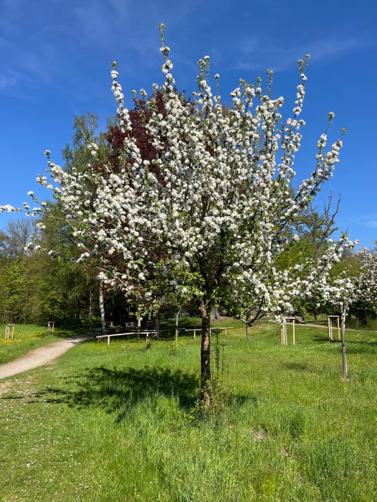 Ein bildhübscher Apfelbaum in voller Blüte