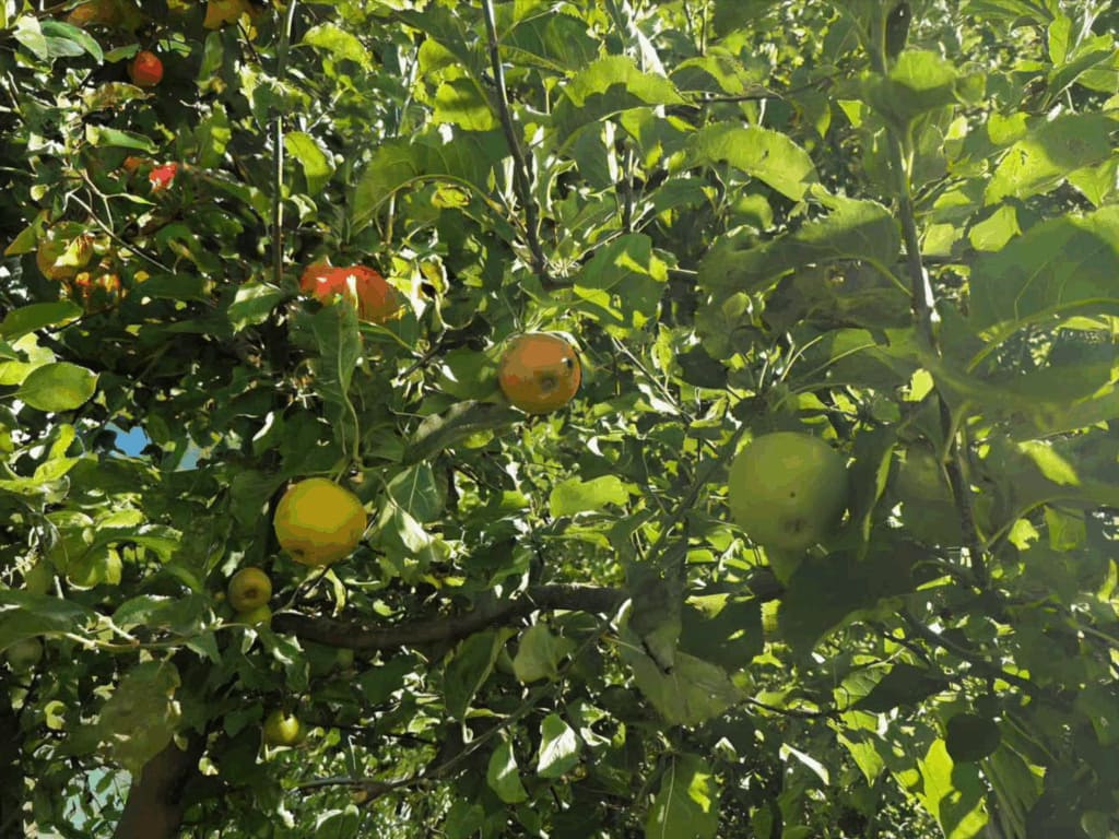 Die mythologische Bedeutung des Apfelbaums - Schon seit Vorantiker Zeit wird der Apfel gern gegessen. In zahlreichen Erzählungen steht der Apfel aber auch als mythologisches Symbol gleichzeitig für das Unsterblichkeitsversprechen und für Zwietracht. Schuld und Unschuld.