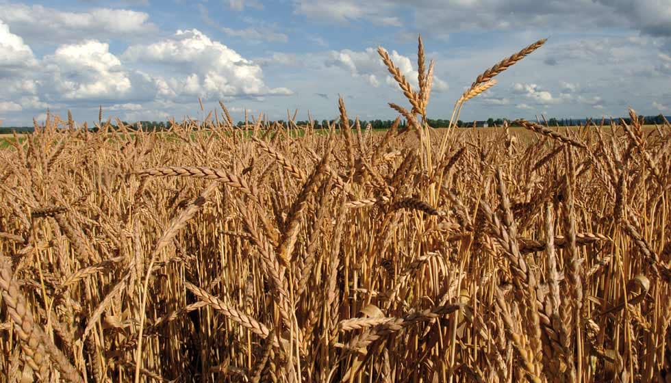 Getreide: Eine Übersicht 4 Dinkel