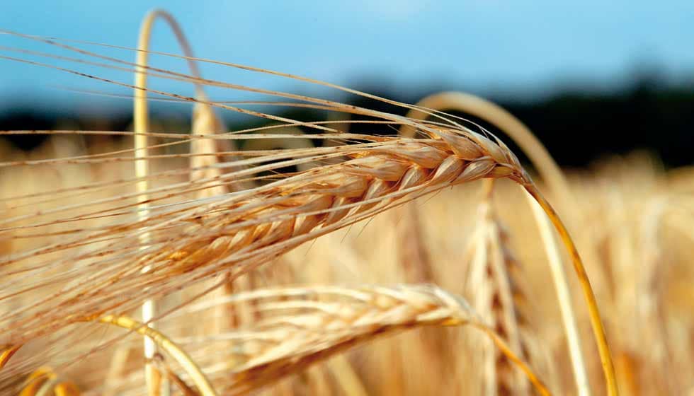 Getreide: Eine Übersicht 6 Gerste