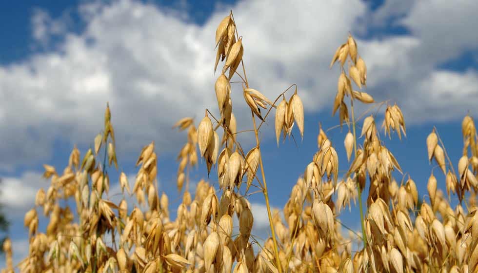 Getreide: Eine Übersicht 5 Hafer