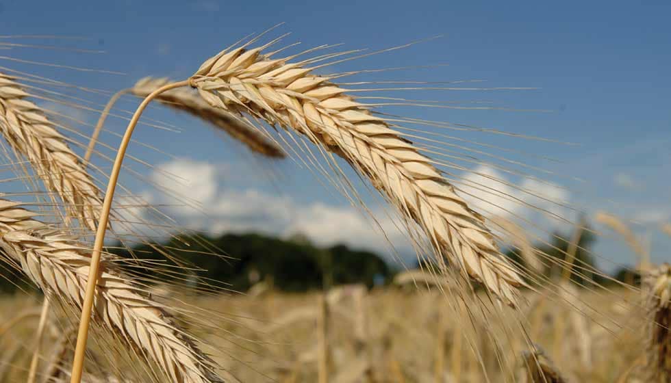 Getreide: Eine Übersicht 3 Roggen