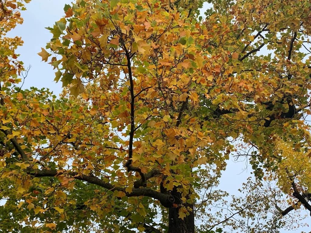 Jetzt ist Herbstputz 2 Herbstputz - Der Herbst steht auf der Leiter und malt die Blätter an...